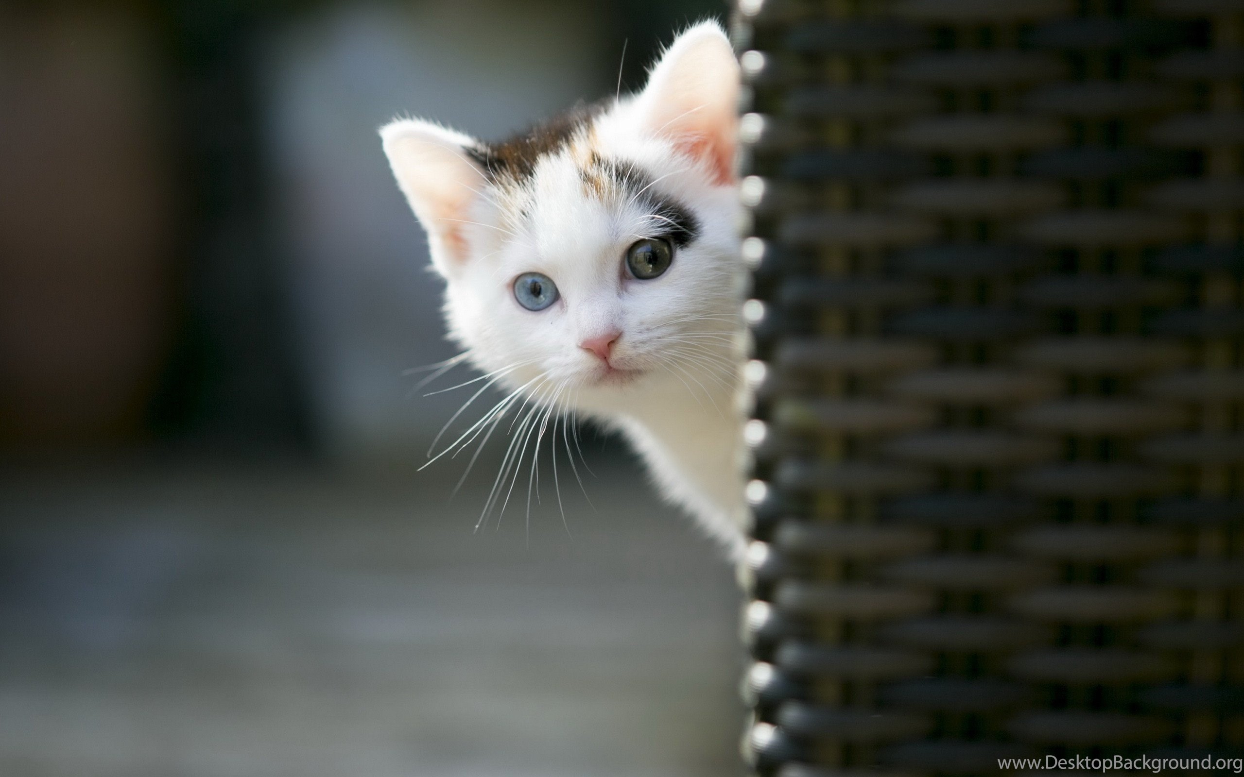 A curious white kitten with heterochromia (different colored eyes) peeks out from behind a wicker chair