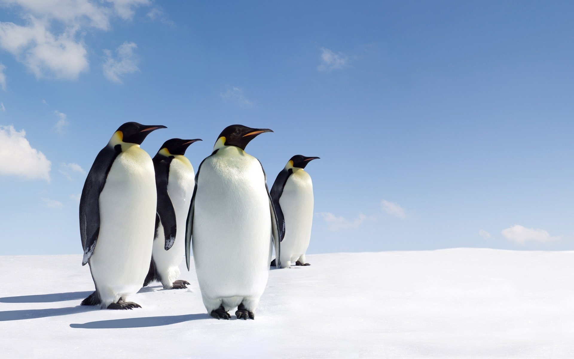 King penguin 1080P 2K 4K 5K HD wallpapers free download  Wallpaper Flare