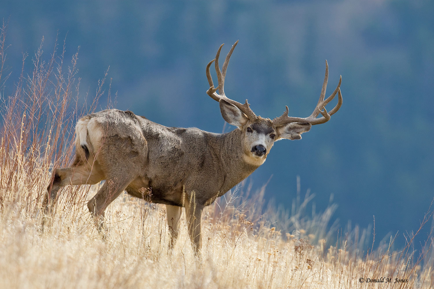 Wallpaper Pictures Image And Photos Mule Deer