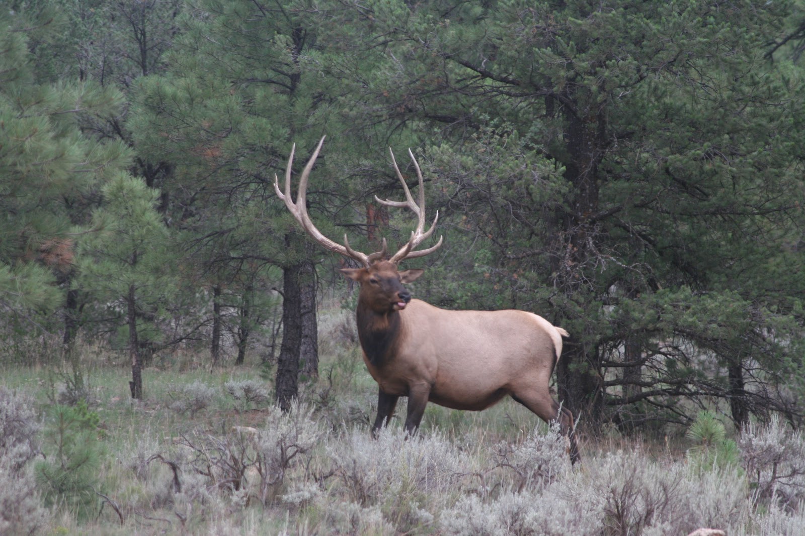 Related Bull Elk Fighting Wallpaper HD