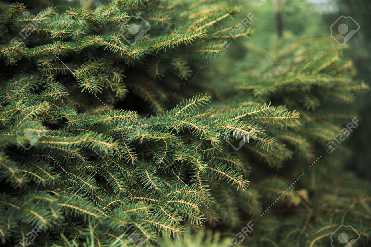 Christmas Fir Tree Branches Background Christmas Pine Tree