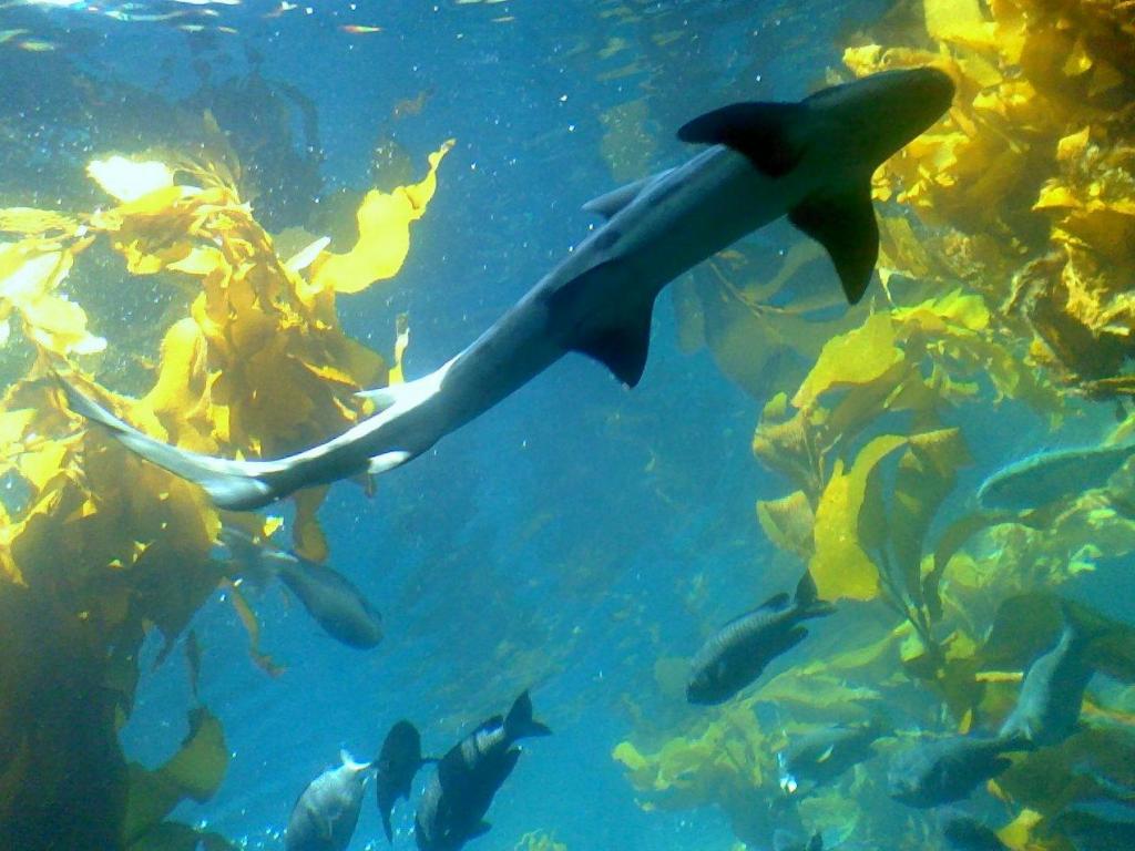 Monterey Bay Aquarium Hq Wallpaper
