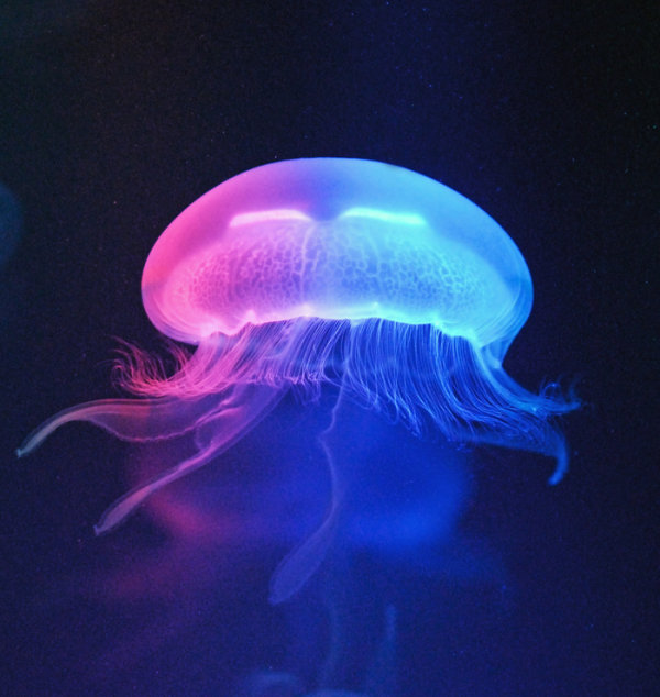 Colorful Jellyfish