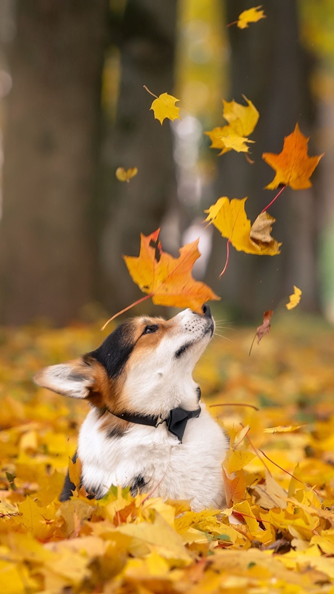 Corgi Wallpaper