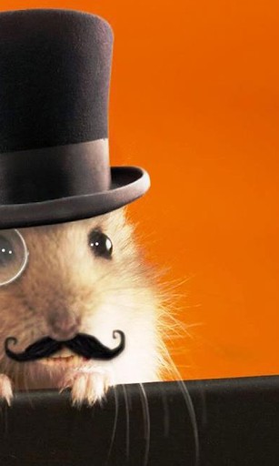 This Is A Wonderful Collection Of Beautiful Funny Hamster Wallpaper