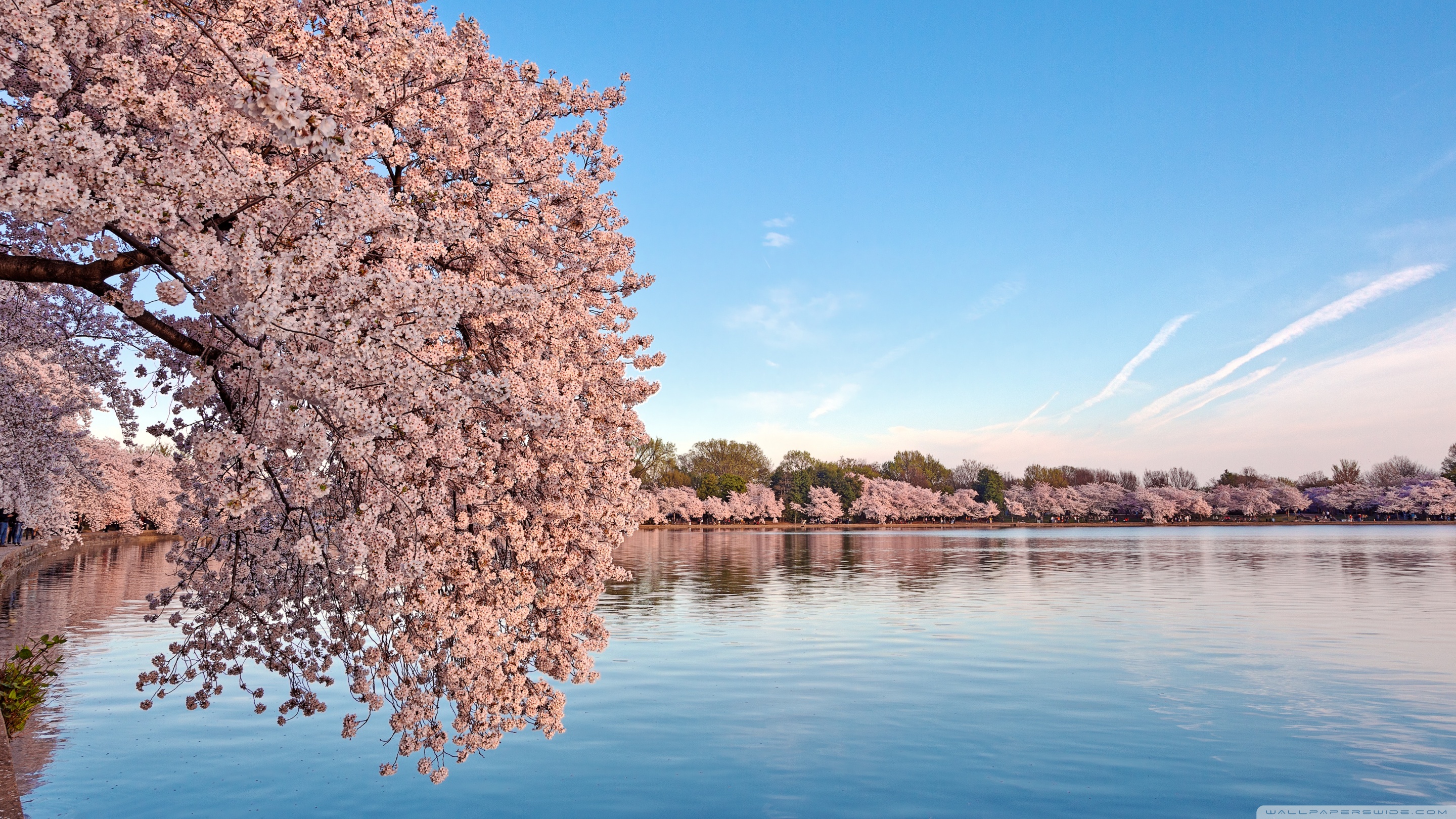 Washington Dc Cherry Blossom 4k HD Desktop Wallpaper For