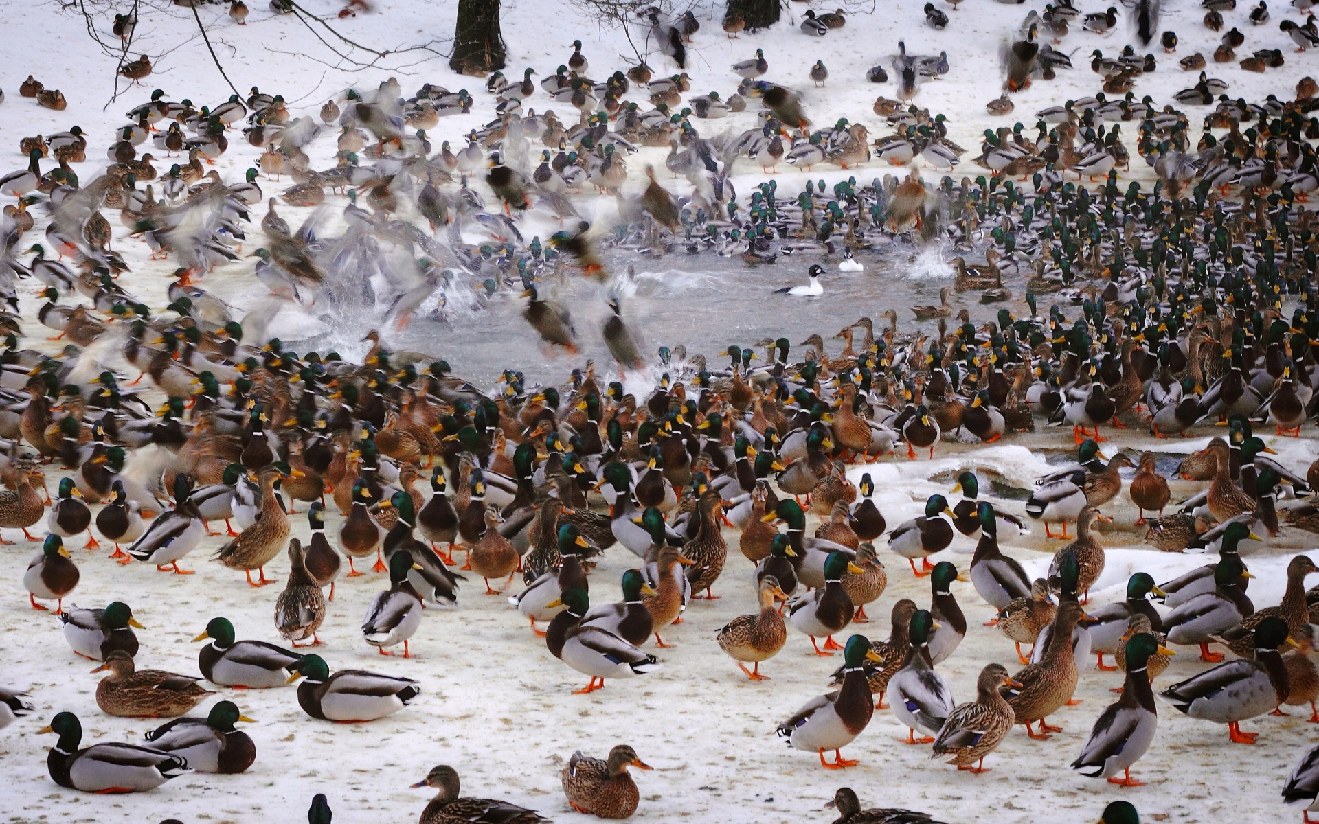Waterfowl Fowl Ducks Flock Wallpaper HD Desktop And Mobile