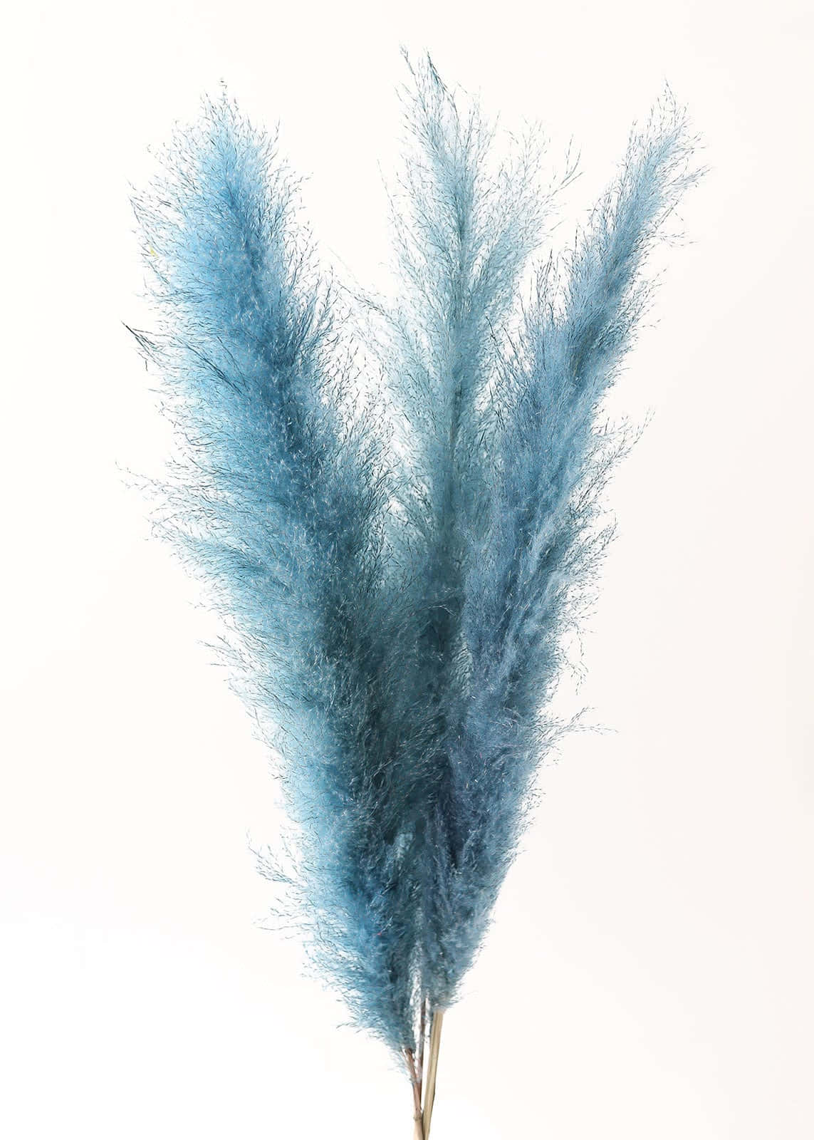 Pampas Grass Background Wallpaper