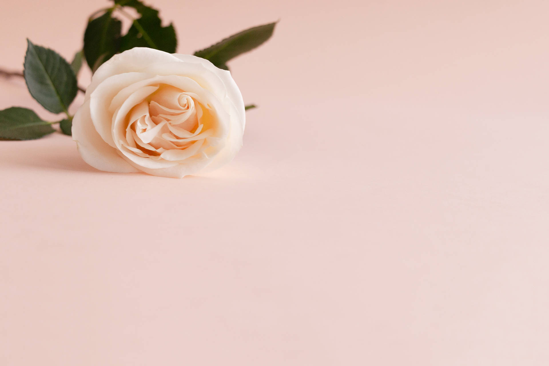 Top Pastel Pink Color Wallpaper Full HD 4k To Use