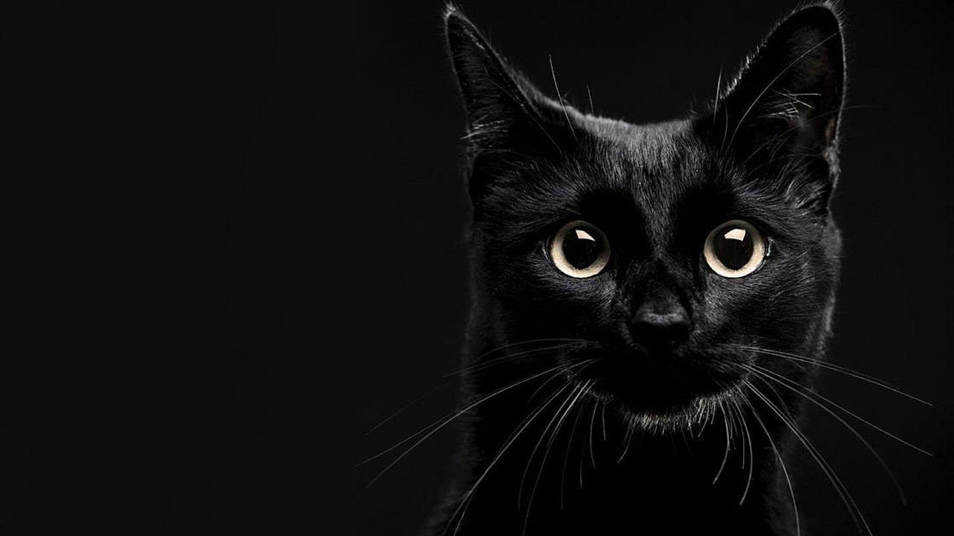 Lucky Black Cat Wallpaper Hq Desktop