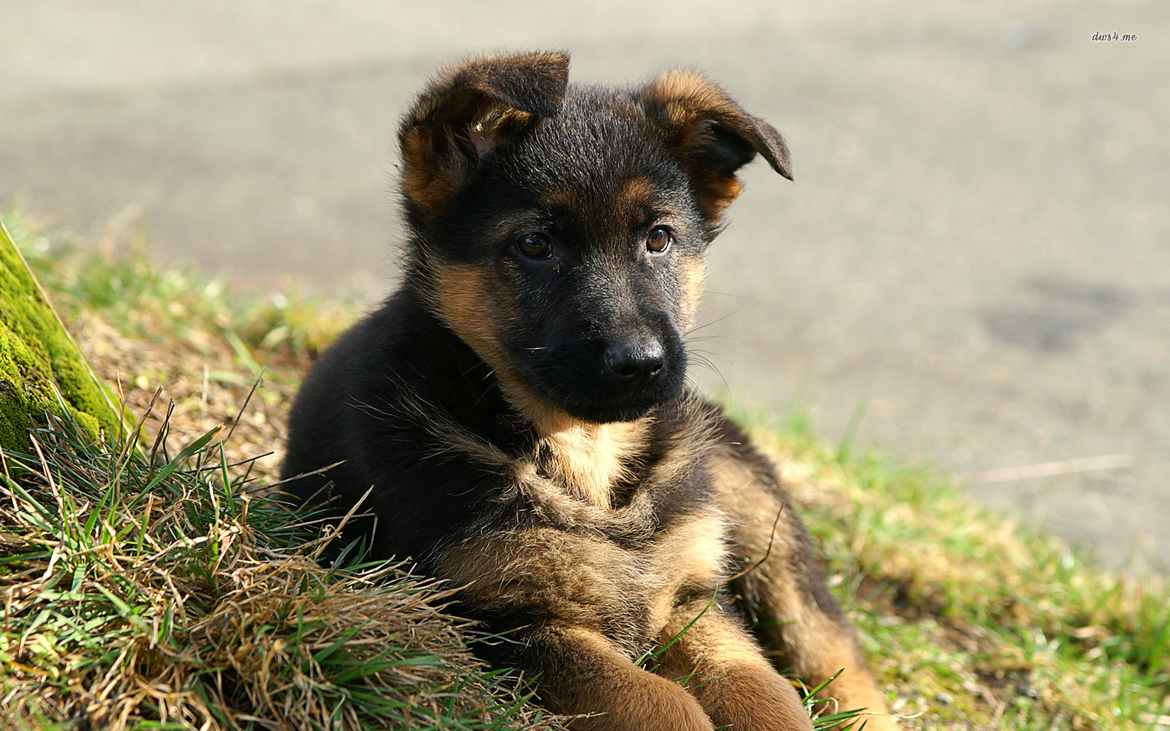 Desktop German Shepherd Puppies Photos Gallery Dowload