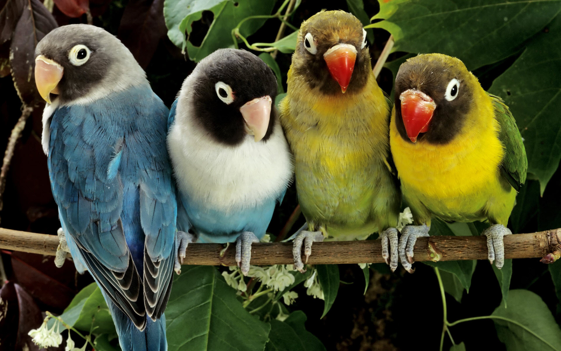 Ramblings on Twitter | Bird wallpaper, Kingfisher bird, Bird