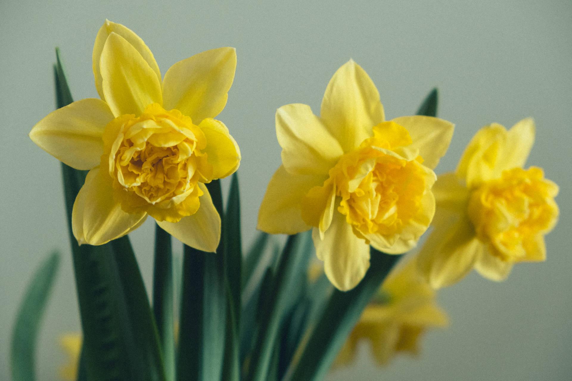 Daffodil Wallpaper For