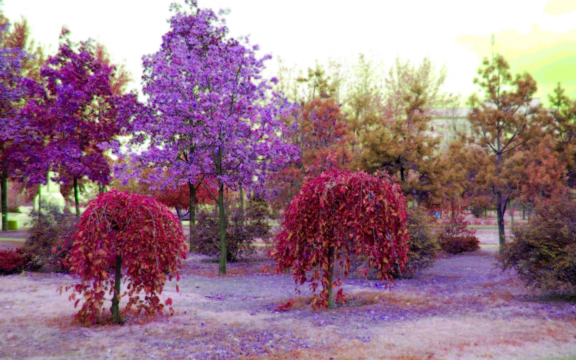 Purple Tree Wallpaper