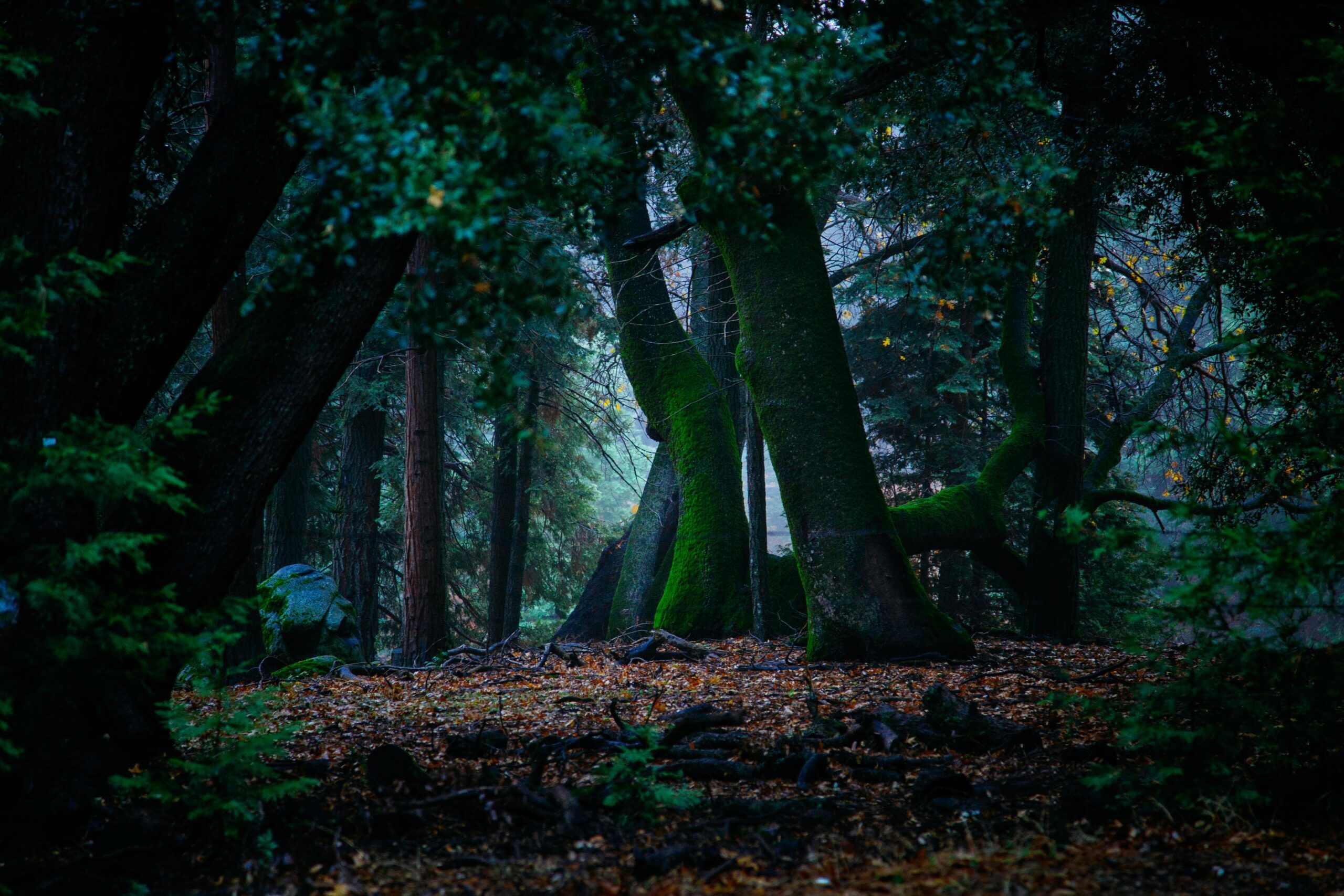 Dark Green Forest Wallpaper
