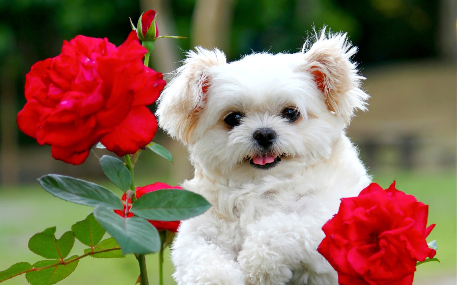 Beautiful HD Puppies Dogs Wallpaper