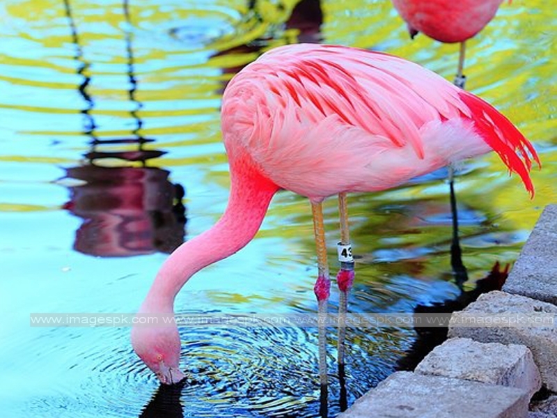 Related Pictures Pink Flamingo Strange Pics