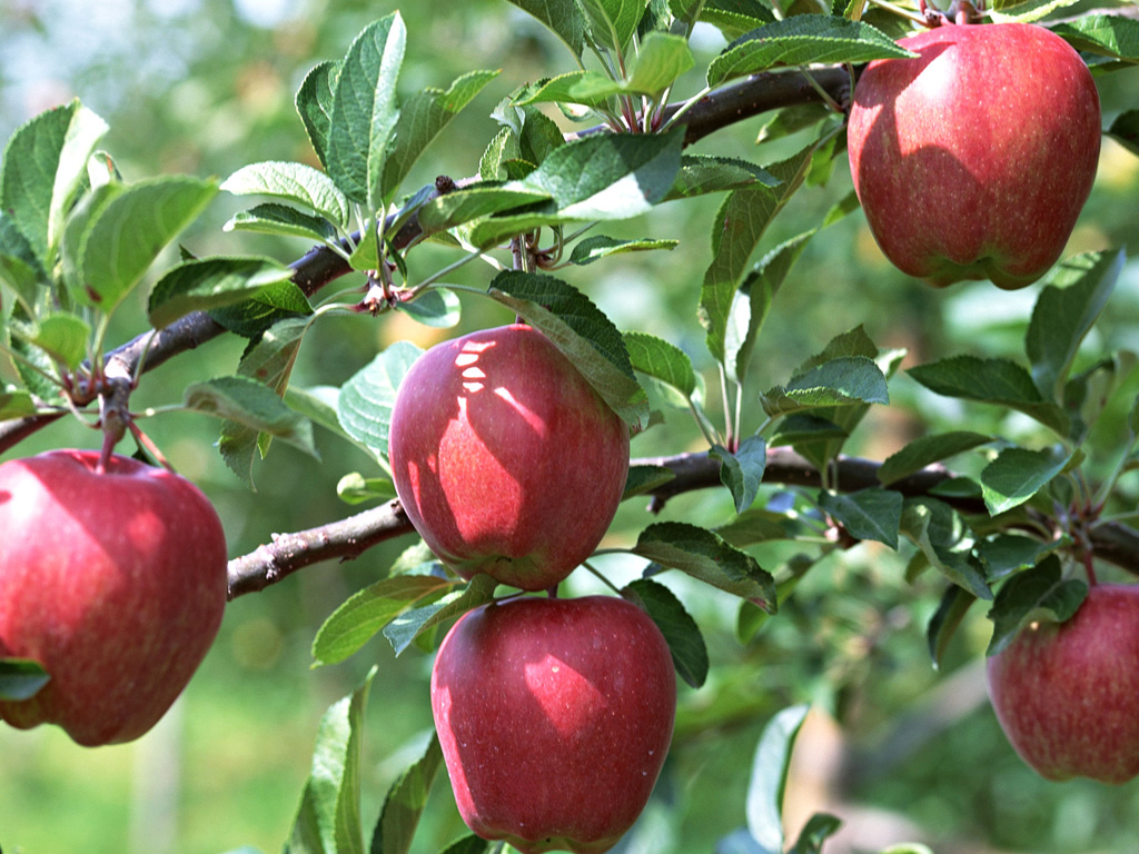 Fruit Photography Apples On Tree Fresh