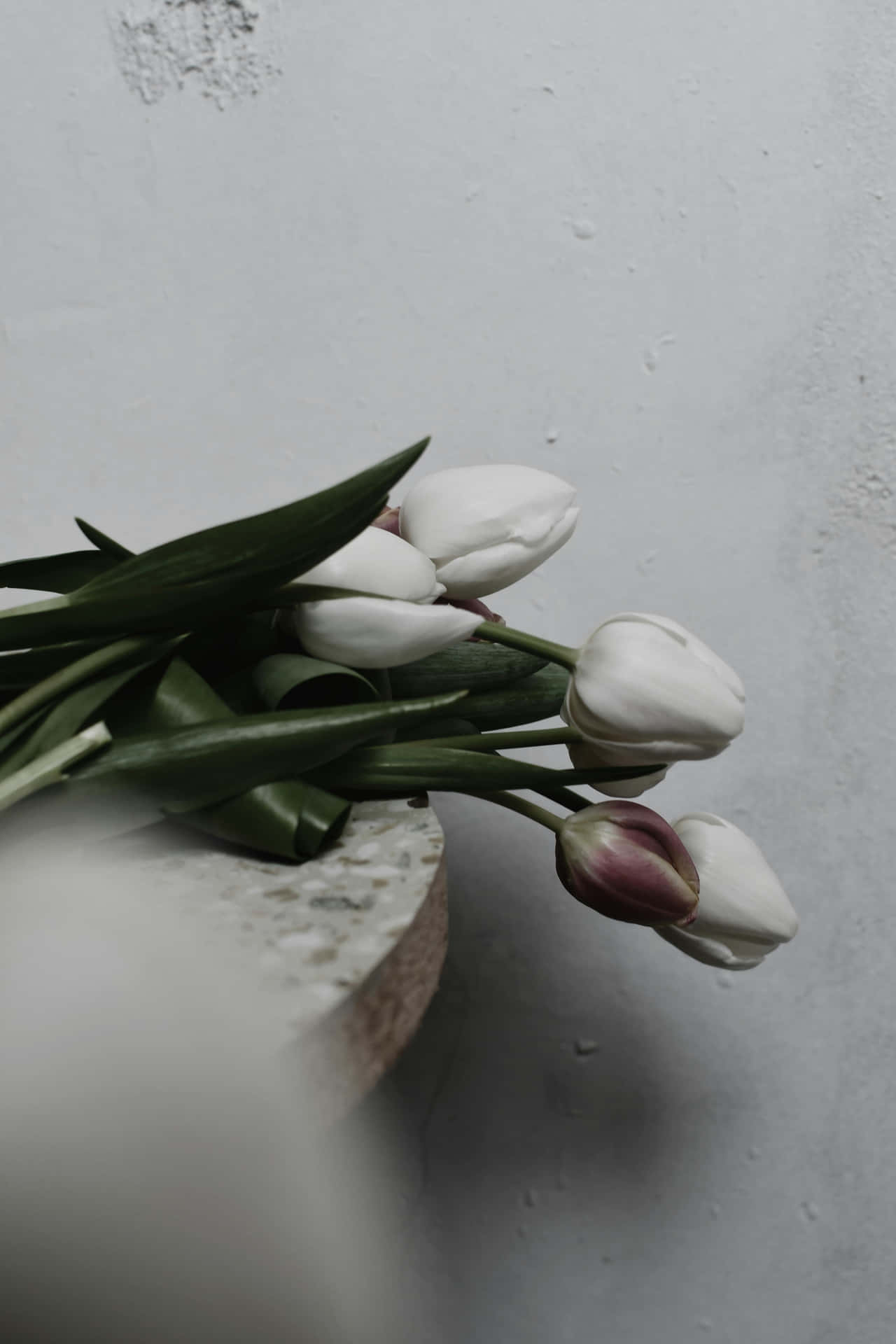 White Tulips Elegance Aesthetic Wallpaper