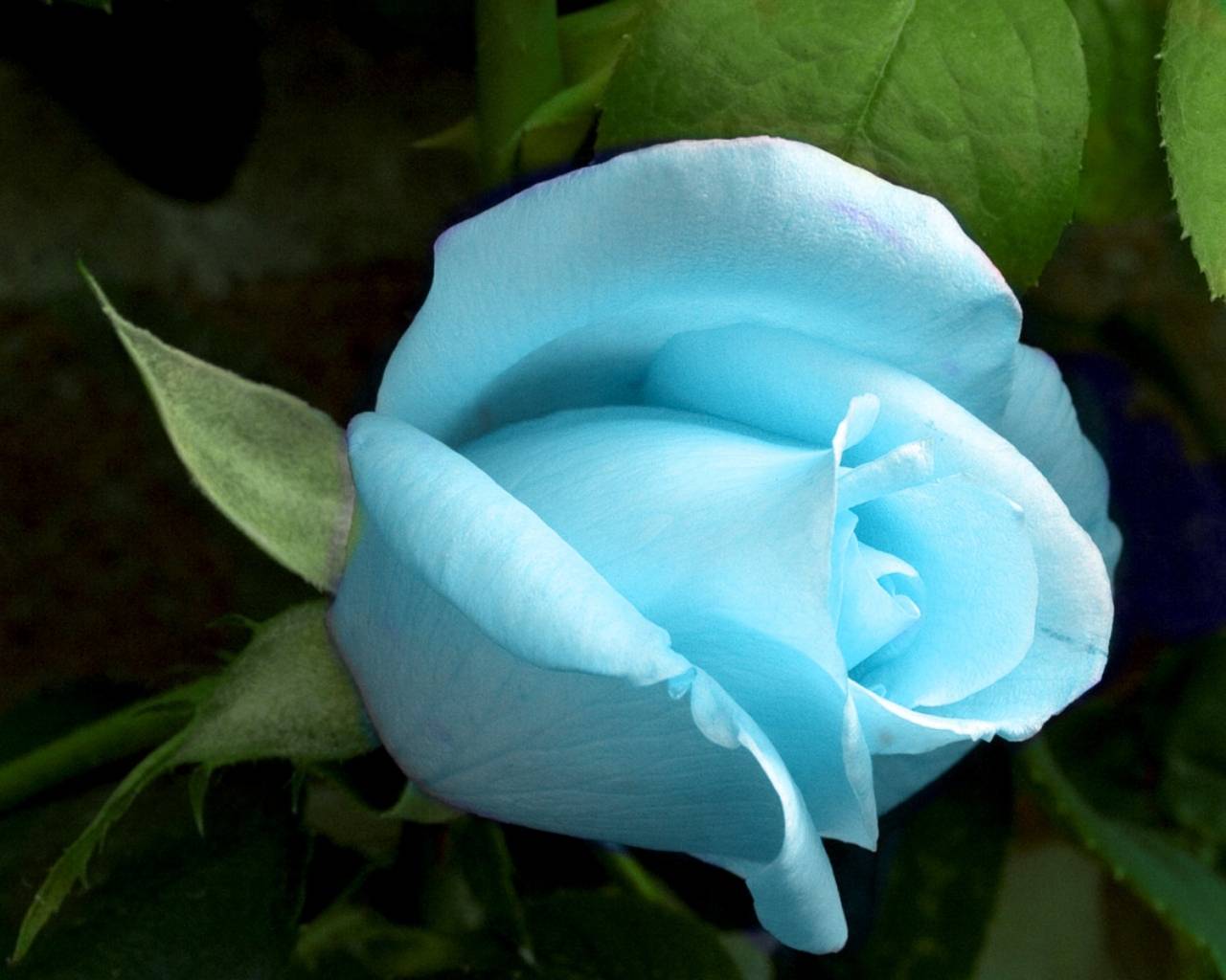 Light Blue Rose Beautifull