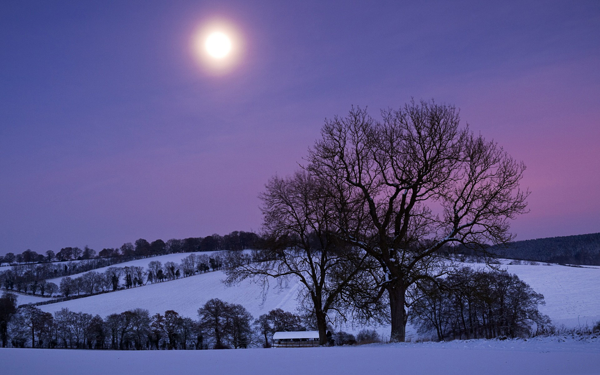 Winter Snow Hill Trees Night Moon Violet Sky Wallpaper