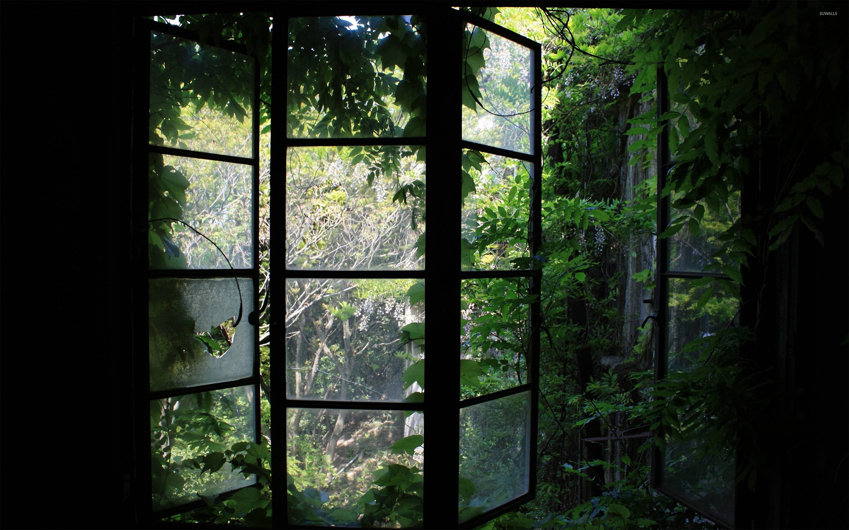 Greenhouse Window Wallpaper Photography