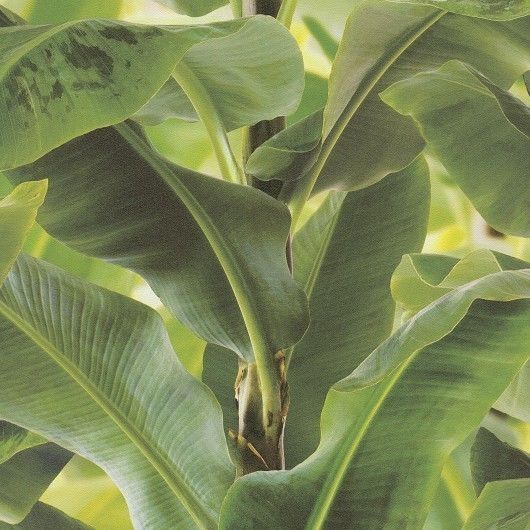 Free download Large Banana Leaf Wallpaper Paste The Wall Vinyl 473407
