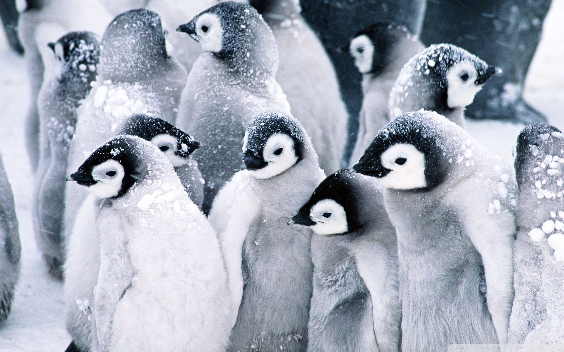 Winter Penguin Wallpaper Top Background