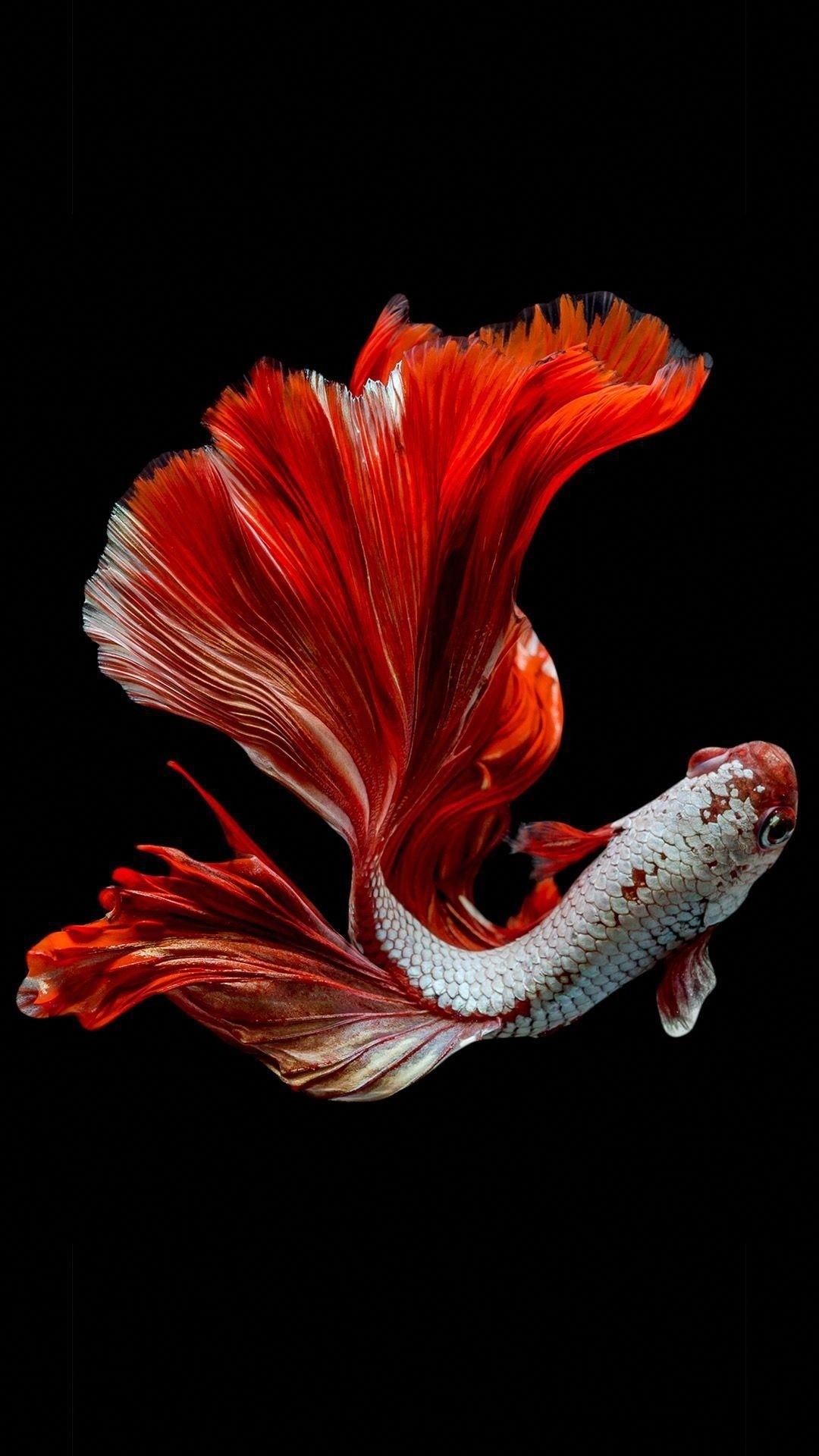 Koi Fish iPhone Wallpaper
