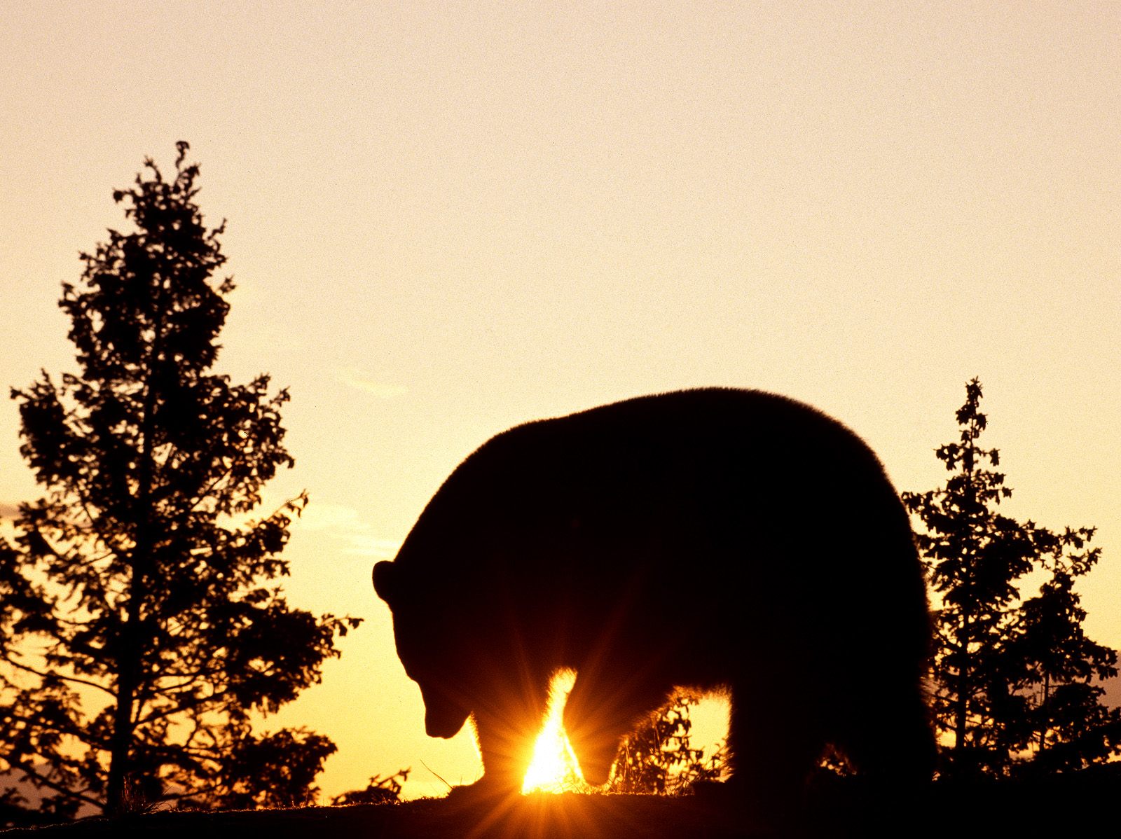 Sunset With Black Bear Wallpaper Desktop Wallpaperlepi