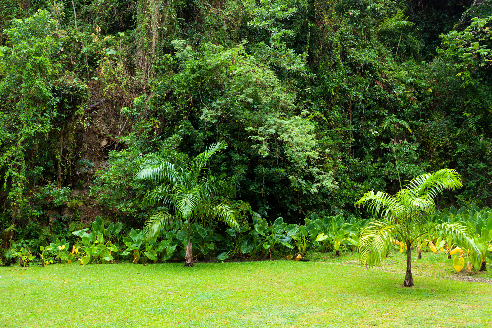 Background Dense Environment Flora Foliage Photo From
