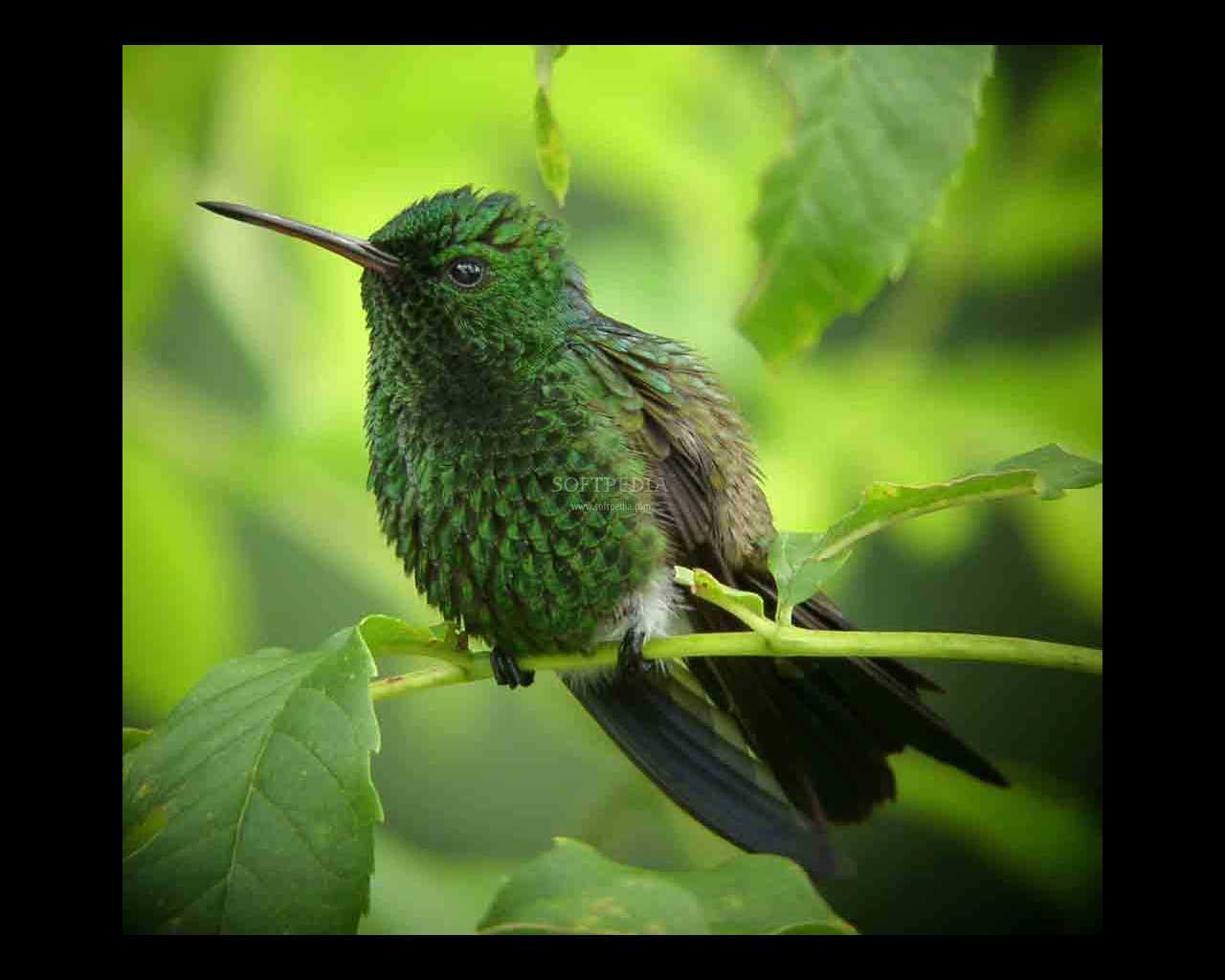 Hummingbird Screensaver Screenshot The