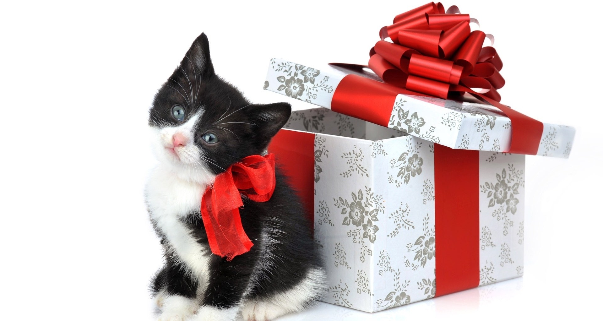 Christmas Cat Gift Pictures Wallpaper