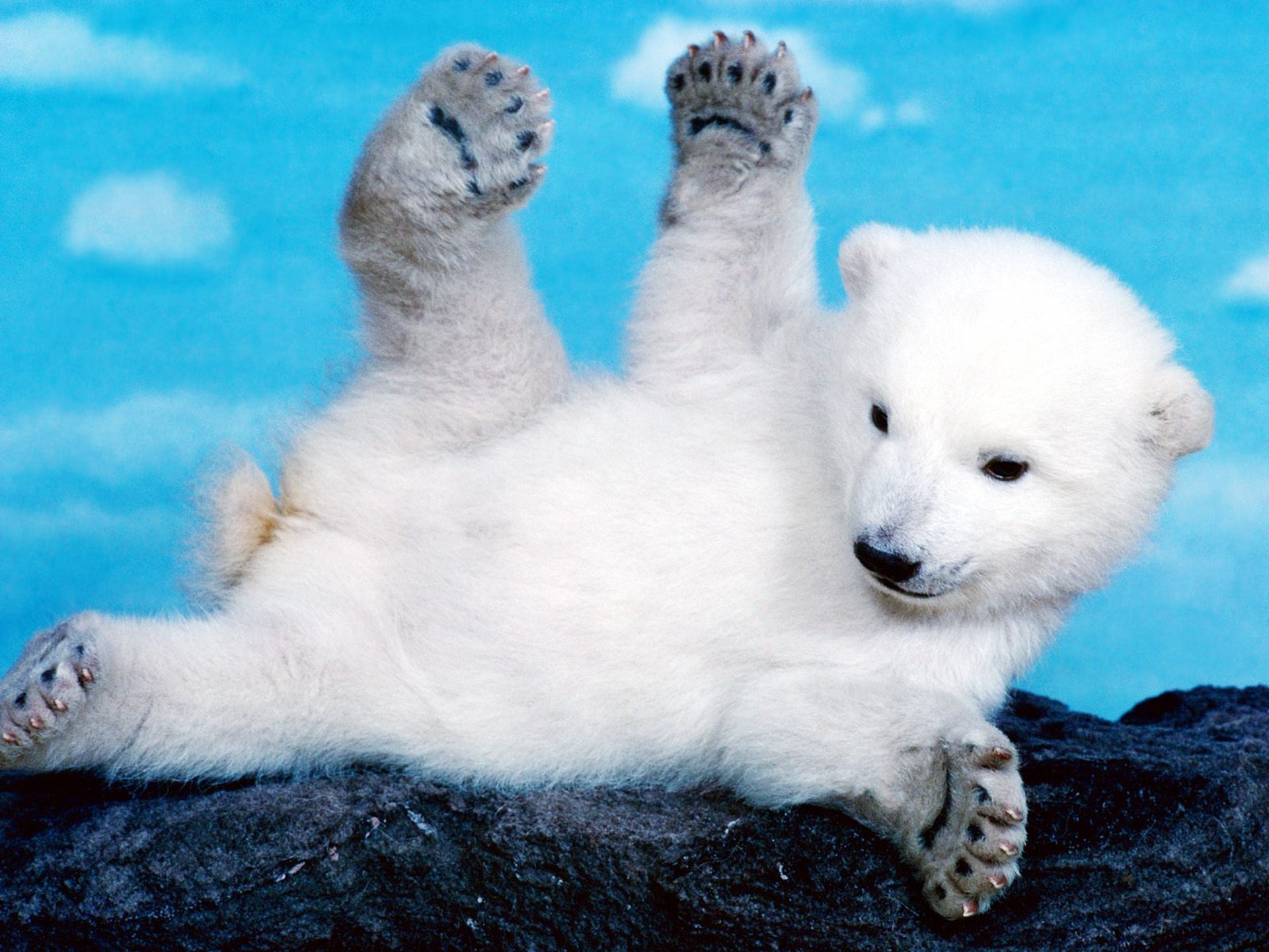 HD Polar Bear Baby Background Machine