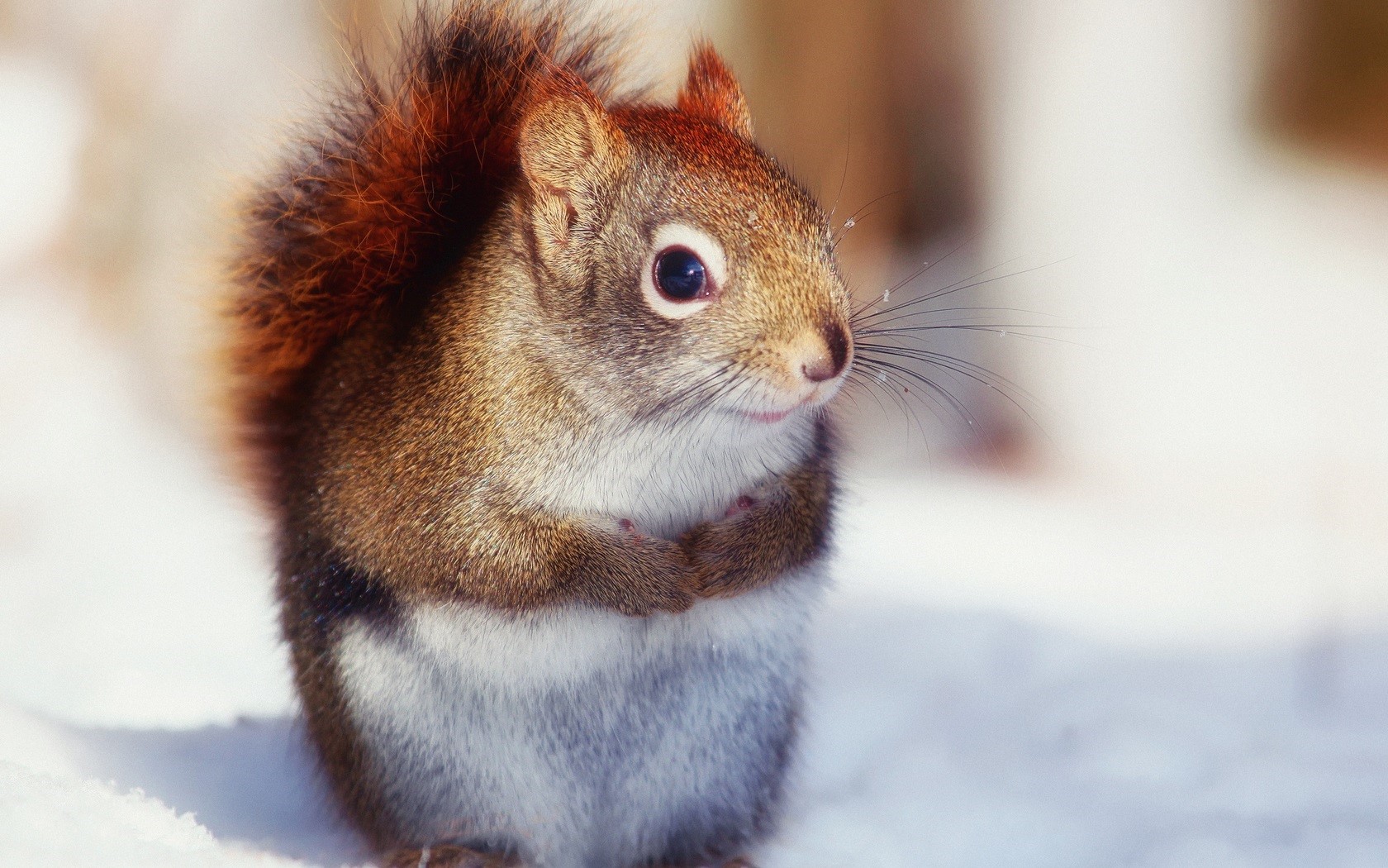 Cute Nice Squirrel Wallpaper Free Download HD Wallpapers