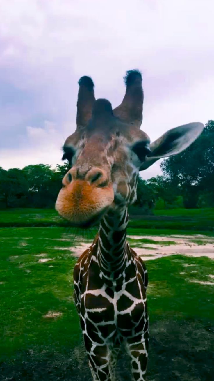 Animal Aesthetic Wallpaper