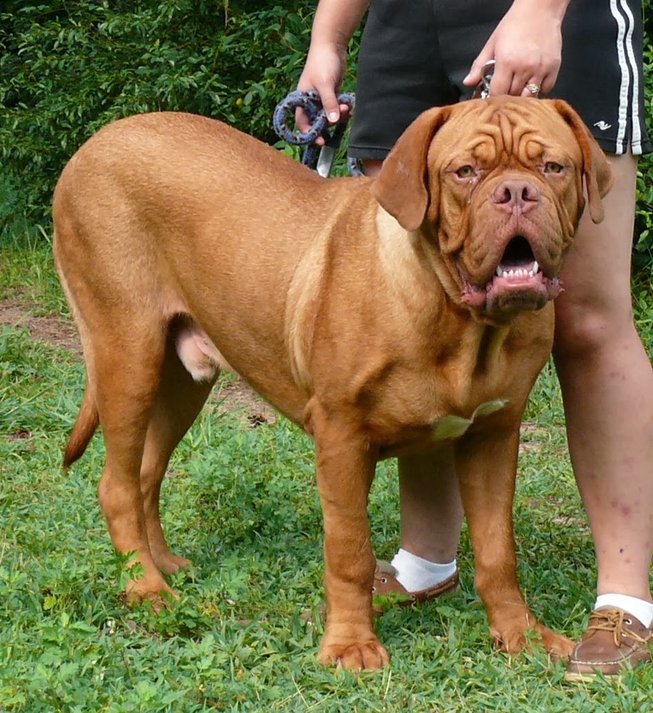 French Mastiff Wallpaper Pictures