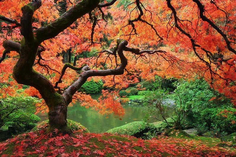 Just Cool Pics The Most Beautiful Trees Ever