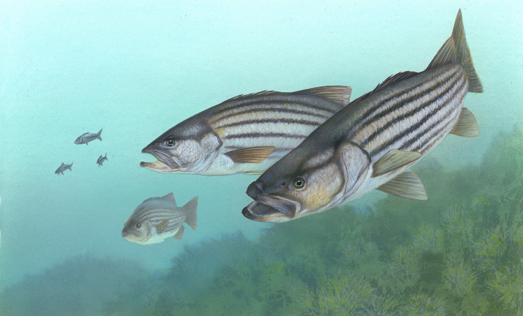 Fish Sport Water Fishes Underwater Lake River Artwork Wallpaper
