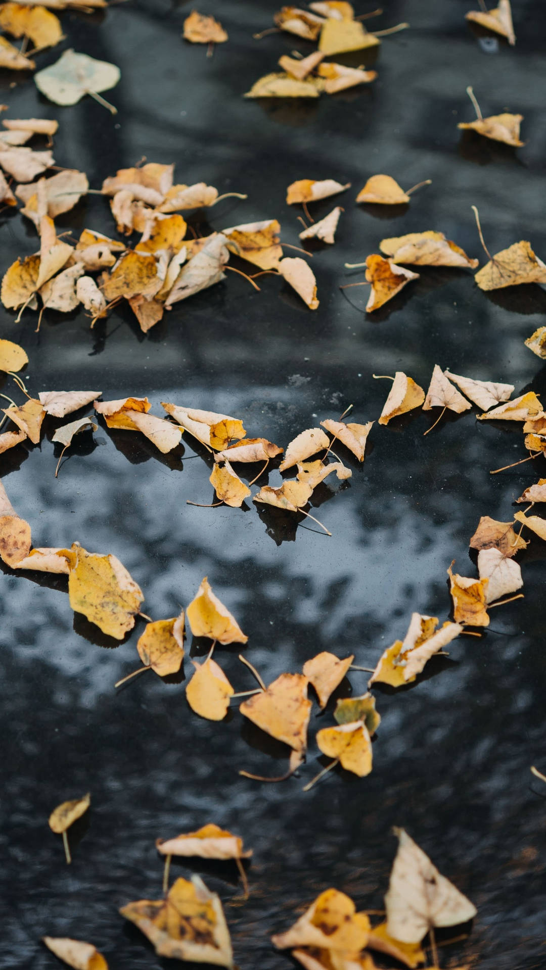 Leaves Aesthetic Wallpaper