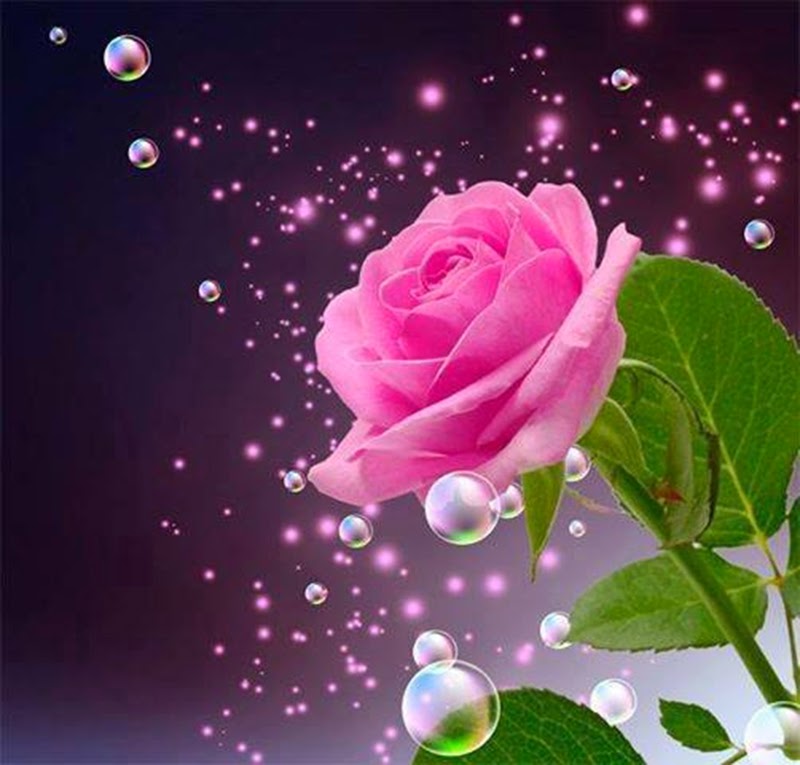 Beautiful Natural Pink Rose Flowers Image Wallpaper