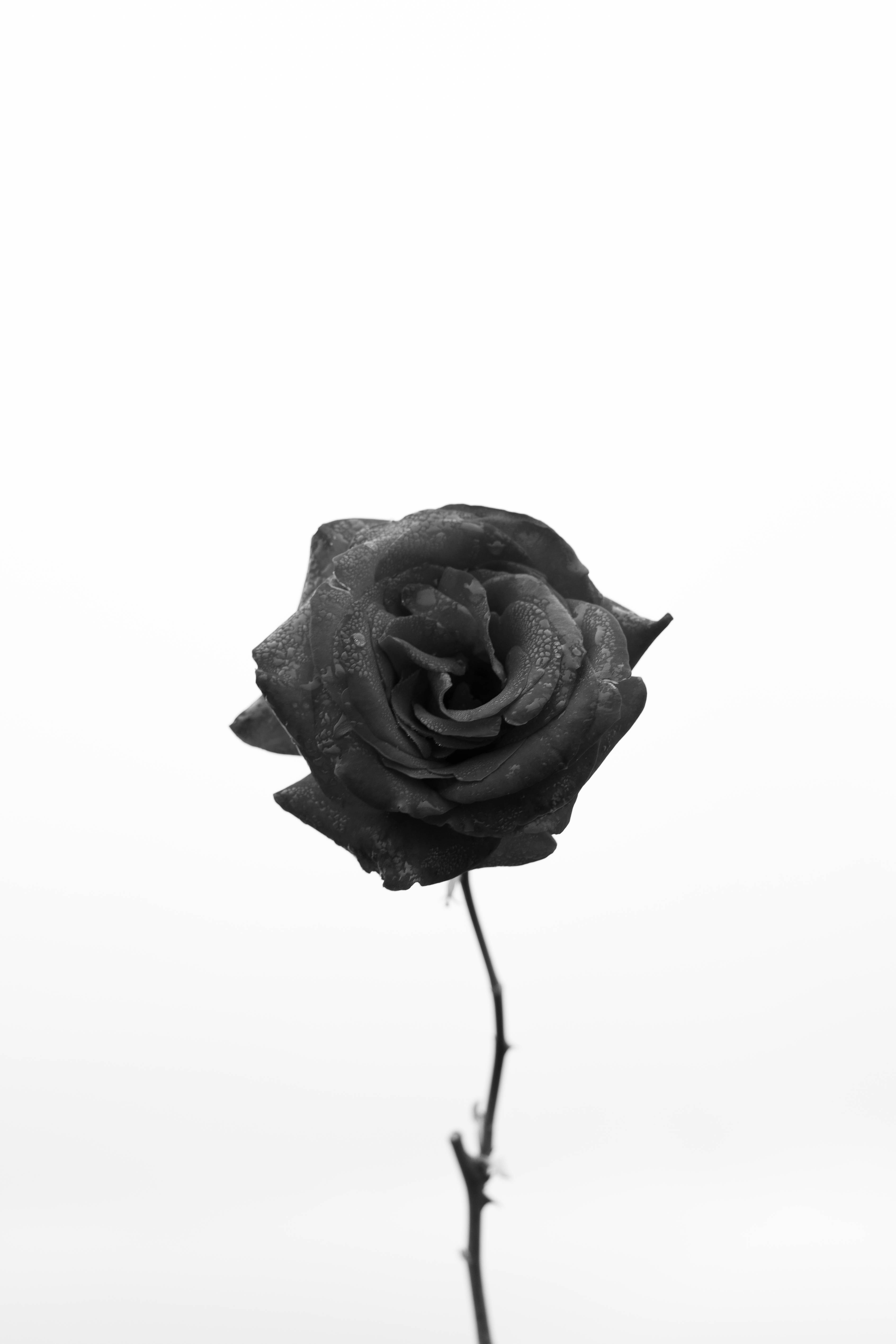 Black Rose iPhone Wallpaper