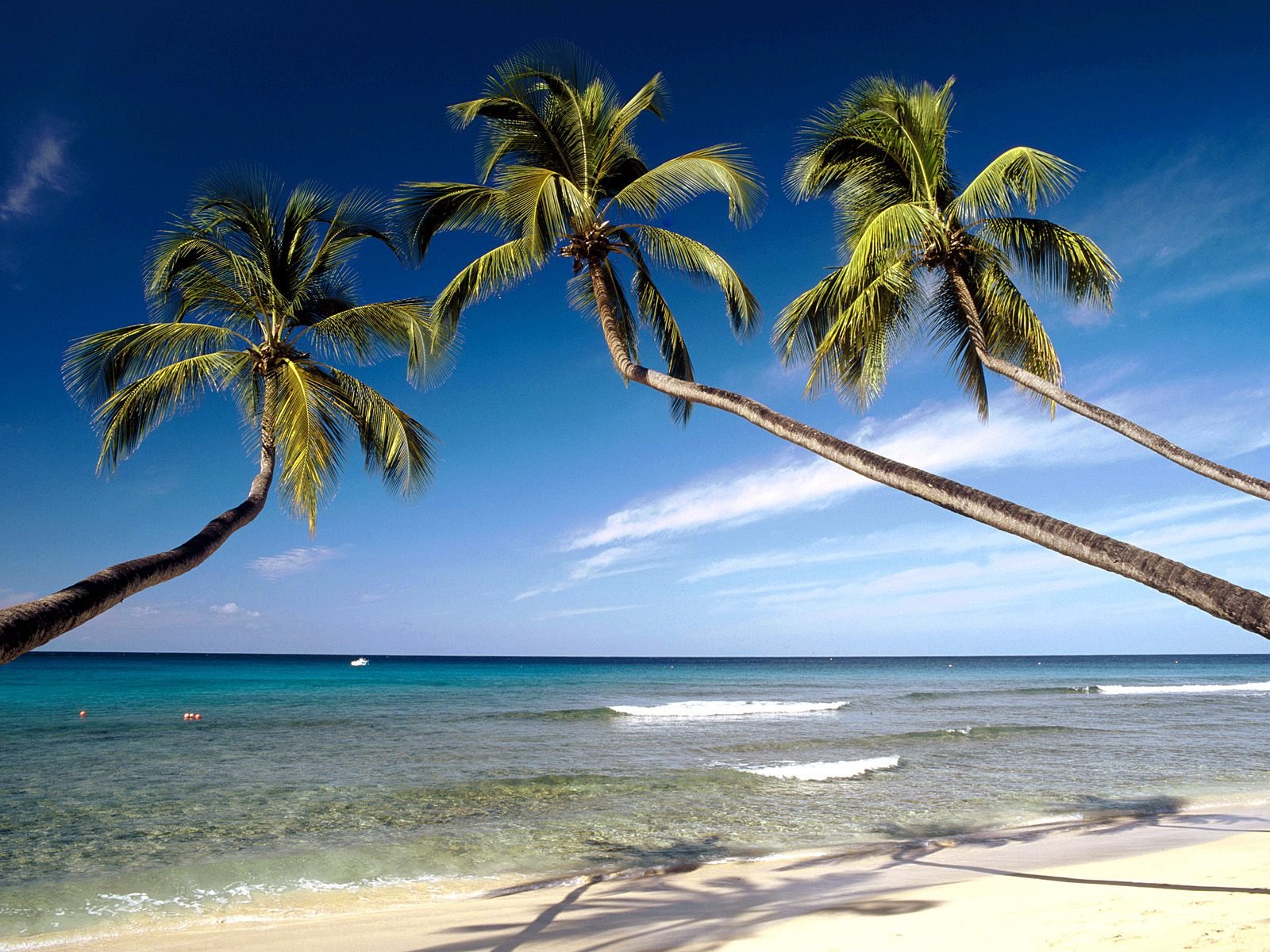 Caribbean beach wallpaper The Free Images
