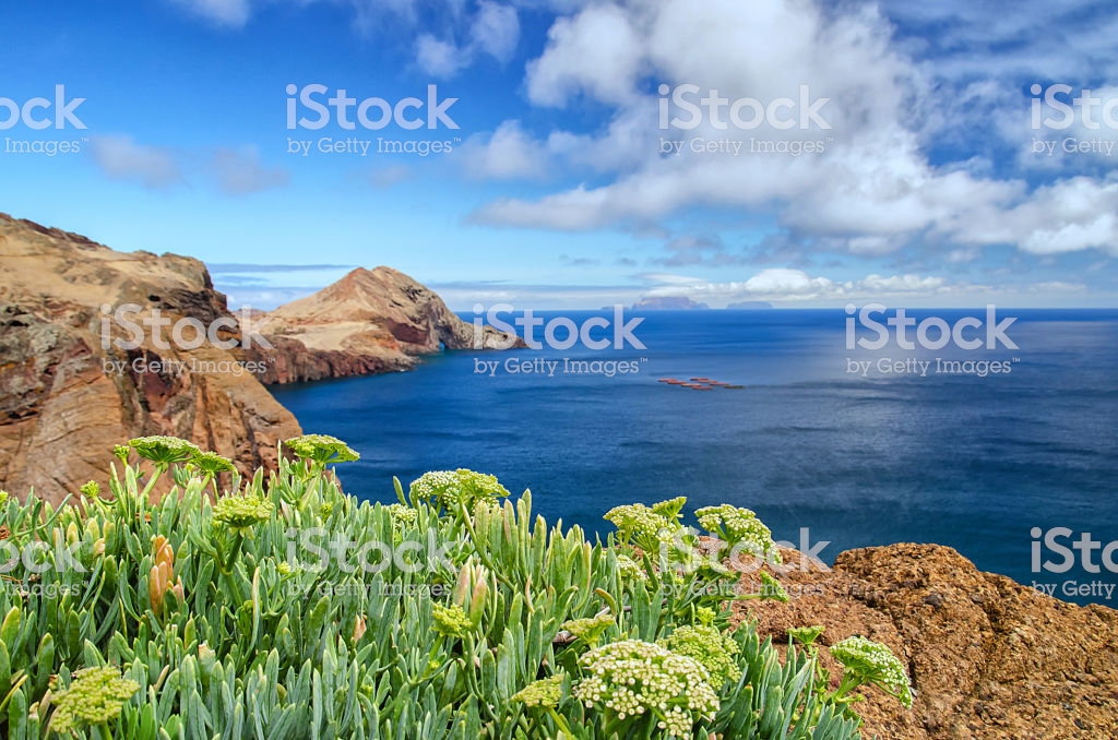 Sunny Madeira Coastline Background Stock Photo Image