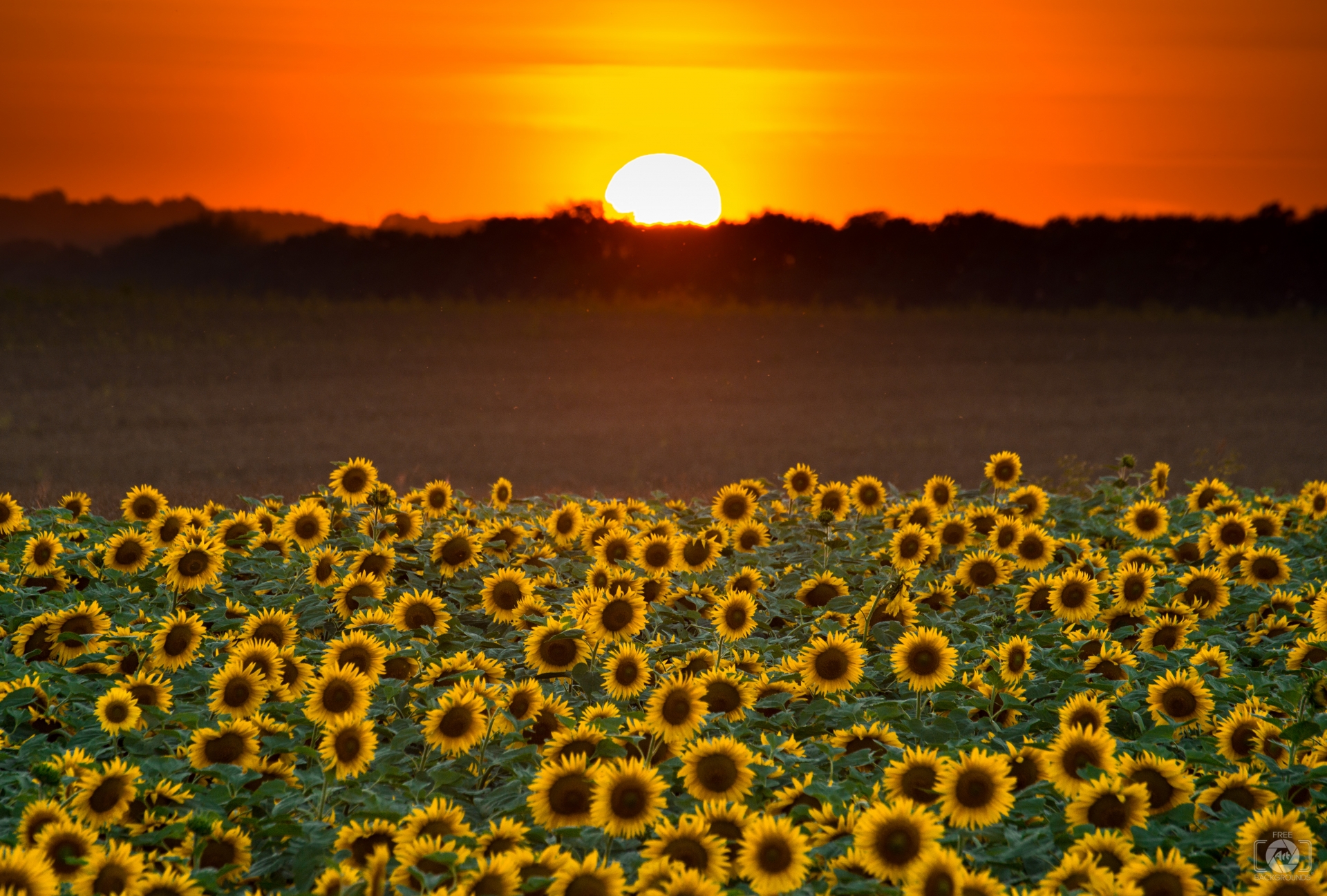 Sunset Over A Field Of Sunflowers Background High Quality
