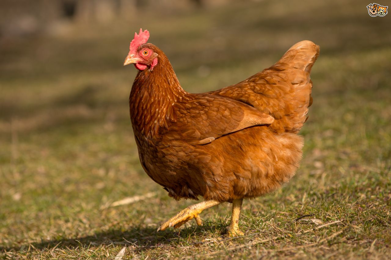 Chicken Wallpaper Animal Hq Picture