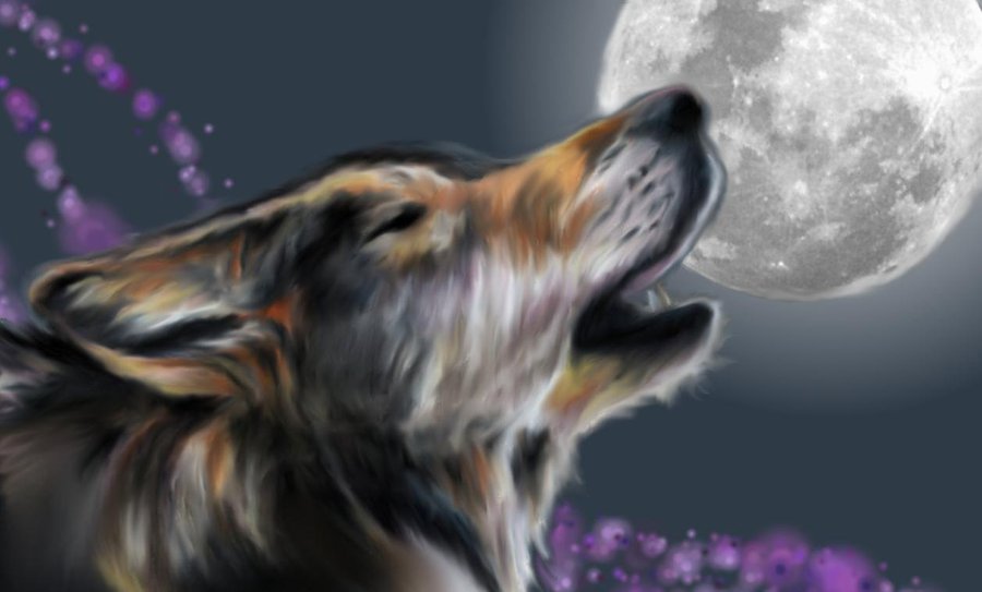 Wolf Wallpaper By Roxastsuna