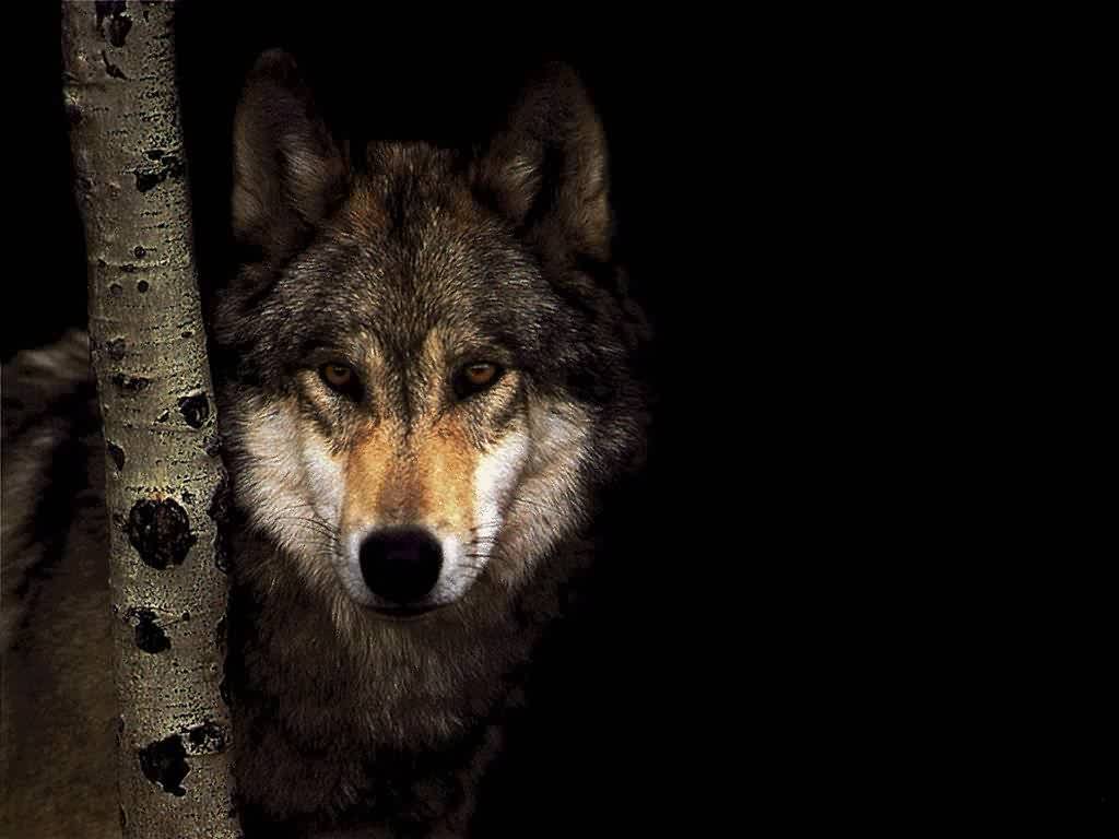 Wild Wolf Wallpaper