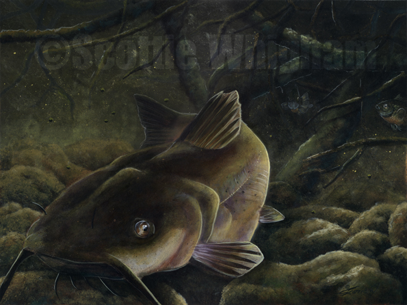 Channel Catfish Wallpaper By