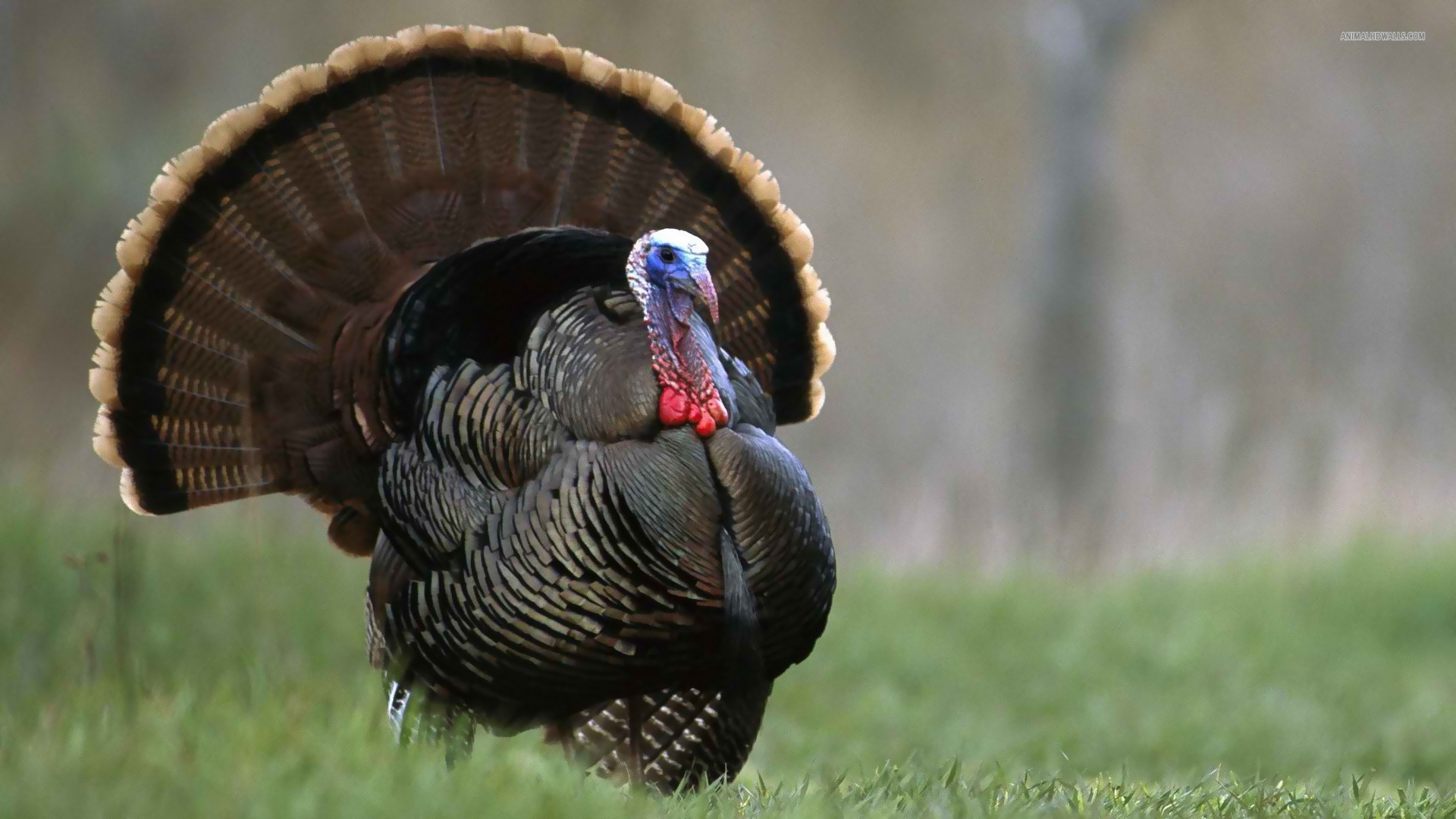 The Stratalis Group Strategic Challenges Turkeys Face